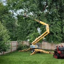 How Our Tree Care Process Works  in  Red Bluff, CA